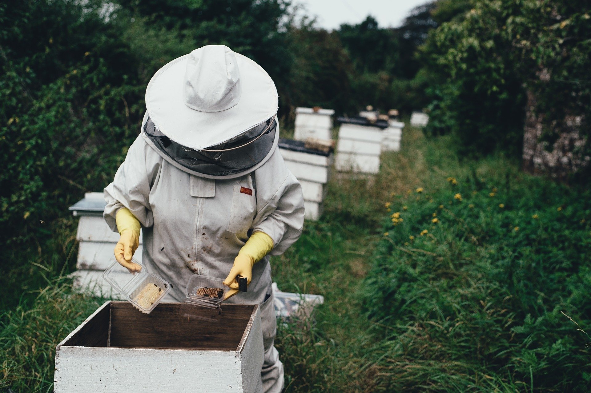 bee happy culture