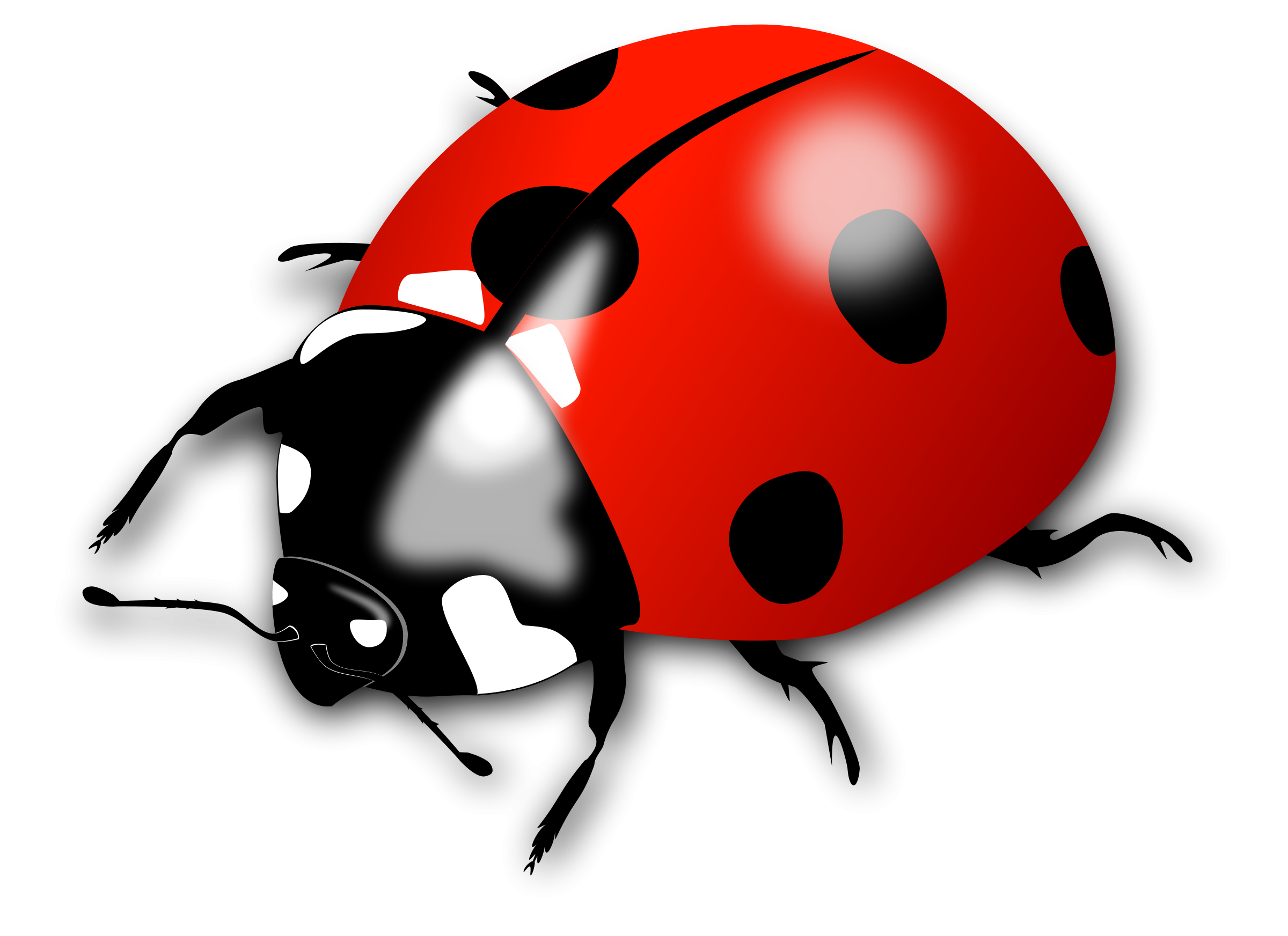 Coccinelle